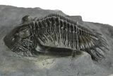 Uncommon Mrakibina Trilobite - Mrakib, Morocco #353037-2